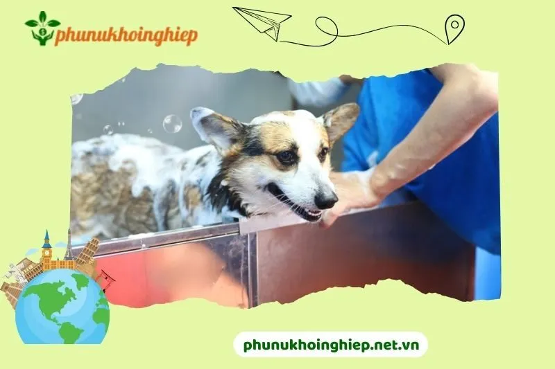 Misa Pet Care - Trung Tâm Chăm Sóc Thú Cưng Hải Dương