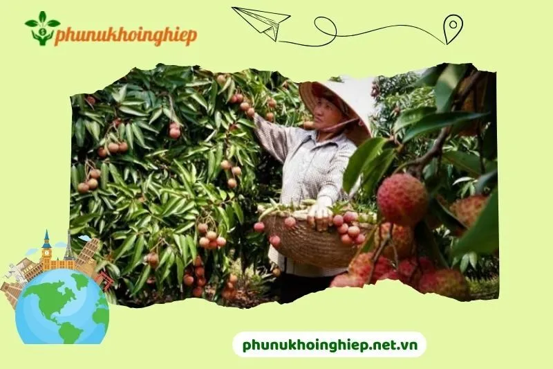 Nhận dạng được vải thiều Thanh Hà so với các loại vải khác